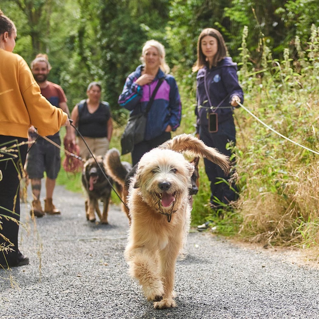 De Nature Canine Saint Germain en Laye Educateur Canin 1